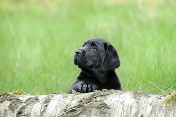 Zwarte Labrador Retriever Puppy — Stockfoto