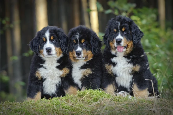 Trzy szczeniaki Berneński pies pasterski — Zdjęcie stockowe