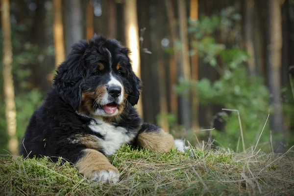 Bernese mountain dog puppy portret — Stockfoto