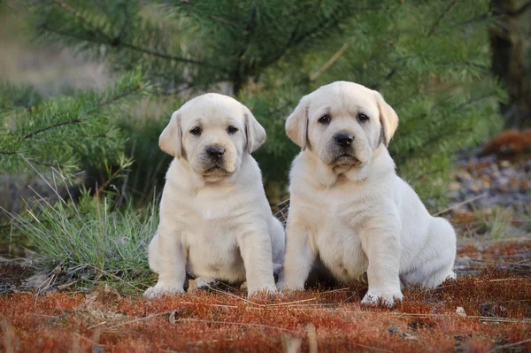 Labrador retriever pups in tuin Stockafbeelding