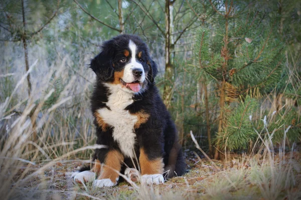 Bernese berghond puppy Stockfoto