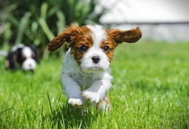 Cavalier King Charles spaniel köpek bahçede
