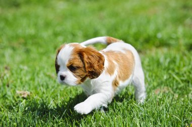 Cavalier King Charles spaniel köpek bahçede