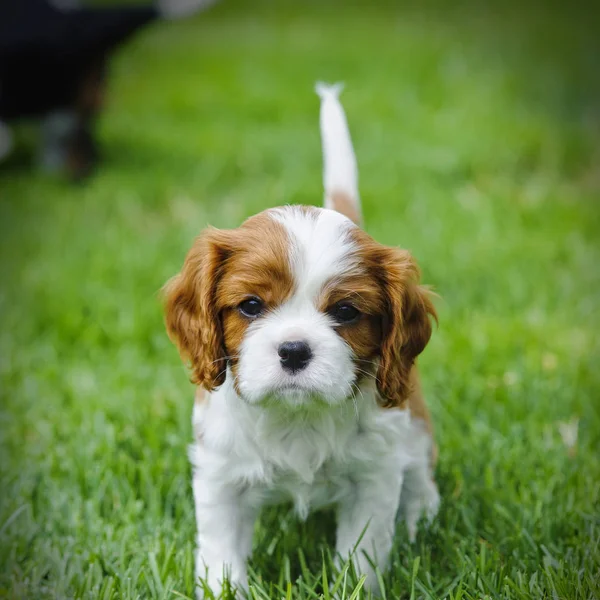 Cavalier King Charles spaniel κουτάβι στον κήπο — Φωτογραφία Αρχείου