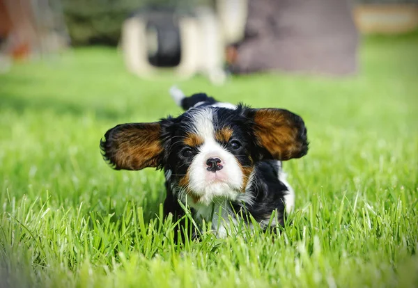 Cavalier King Charles spániel kiskutya, a kertben — Stock Fotó