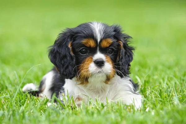 Cavalier King Charles spaniel puppy in garden — Stock Photo, Image