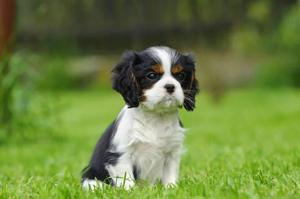 Cavalier King Charles spaniel puppy in de tuin Stockfoto