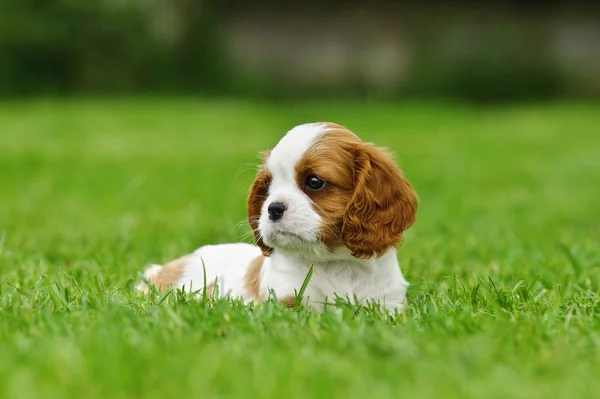 Cavalier King Charles spaniel puppy in de tuin Stockfoto