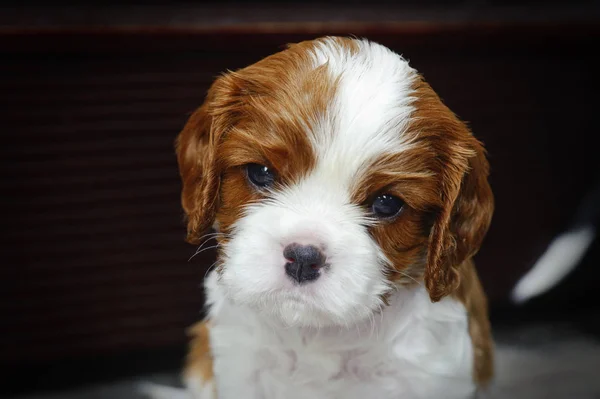 Cavalier King Charles Spaniel puppy Rechtenvrije Stockafbeeldingen