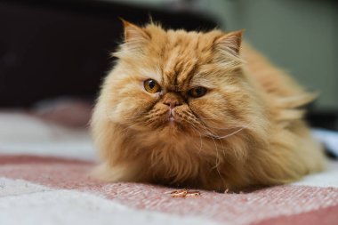 Shaggy kırmızı kedi