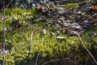 nehir dağ orman derin içinde.