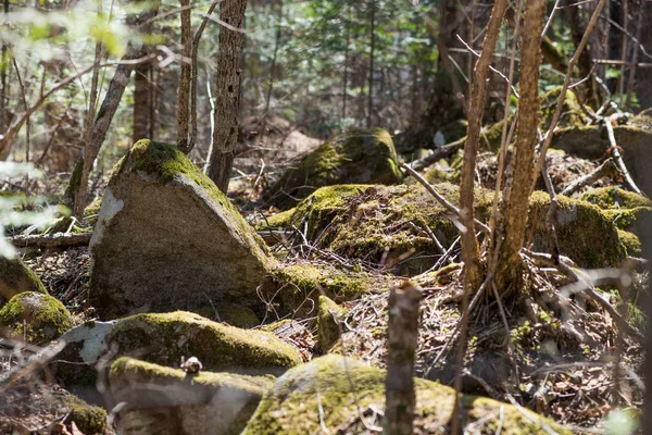 River deep in mountain forest. — Stock Photo, Image