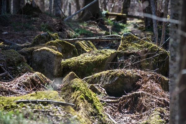 Řeka hluboko v horském lese. — Stock fotografie