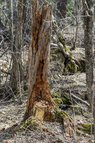 Řeka hluboko v horském lese. — Stock fotografie