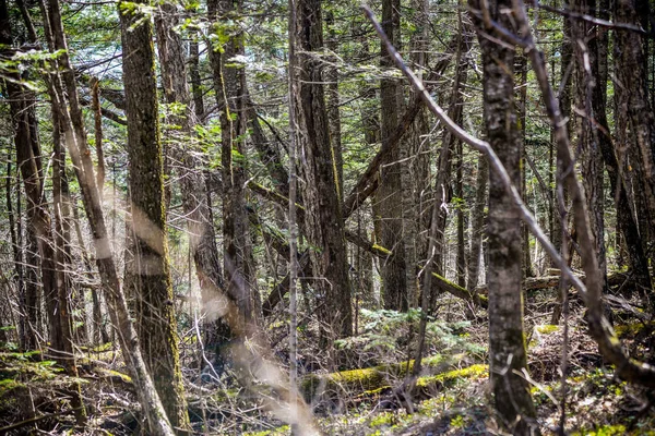 River deep in mountain forest. — Stock Photo, Image