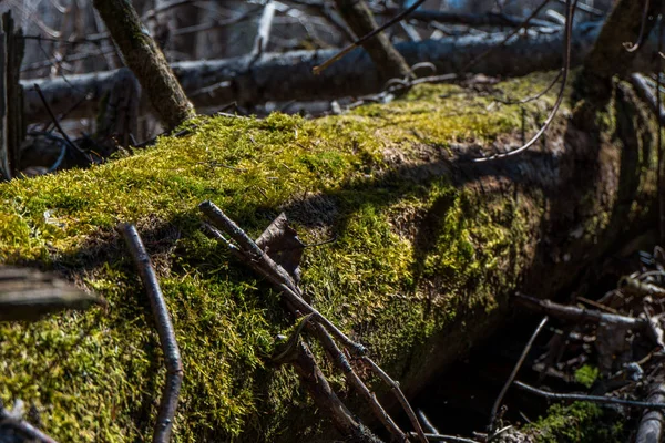 Řeka hluboko v horském lese. — Stock fotografie