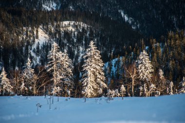 Dağlardaki kış ağaçları taze karla kaplıdır.