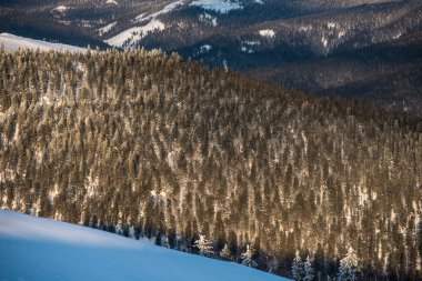 Dağlardaki kış ağaçları taze karla kaplıdır.