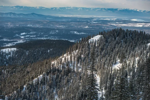 Vinterträd i berg täckta med nysnö — Stockfoto