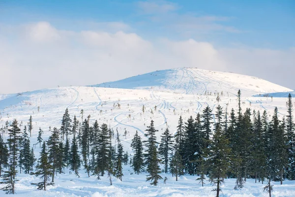 Vinterträd i berg täckta med nysnö — Stockfoto