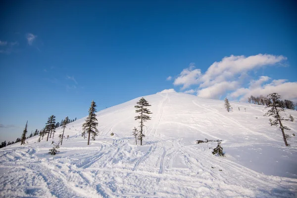 Árboles de invierno en montañas cubiertas de nieve fresca —  Fotos de Stock