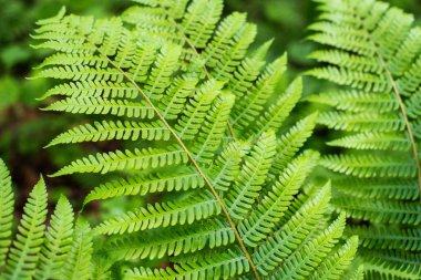 Su damlaları olan eğrelti otu yaprağı.