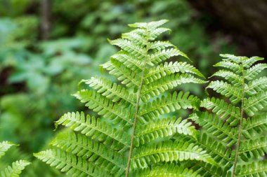Su damlaları olan eğrelti otu yaprağı.
