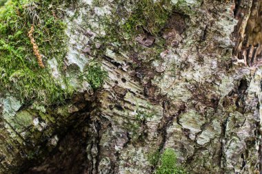 Büyük ağaç kabuğu arka plan dokusu