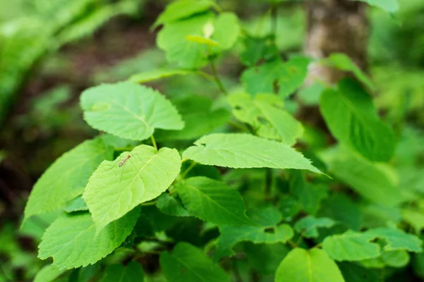 Feuille de fougère avec gouttes d'eau gros plan — Photo