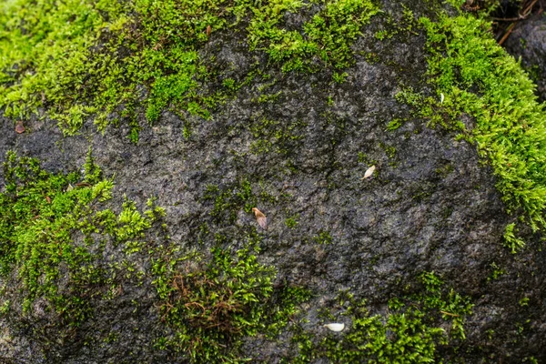 Textura de fondo de musgo verde hermosa en la naturaleza — Foto de Stock