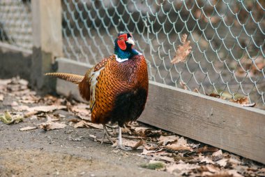 güzel altın sülün izole