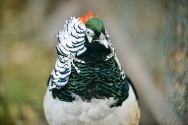 güzel altın sülün izole