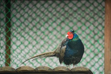 güzel altın sülün izole