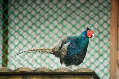 güzel altın sülün izole