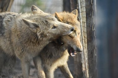 Sarı gözlü tel örgü güneşli gün açık seyir gri closeup wolfs