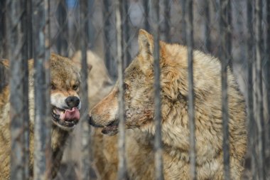 Sarı gözlü tel örgü güneşli gün açık seyir gri closeup wolfs