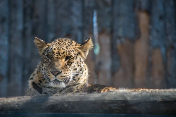 Estremo Oriente leopardo forte veloce animale selvatico — Foto Stock