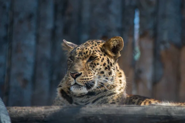 Estremo Oriente leopardo forte veloce animale selvatico — Foto Stock