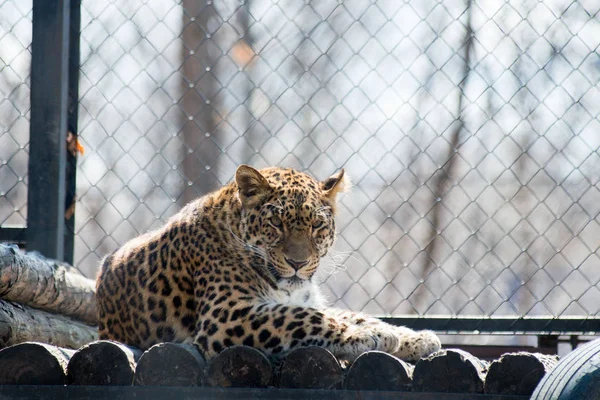 Leopardo del Lejano Oriente fuerte animal salvaje rápido — Foto de Stock