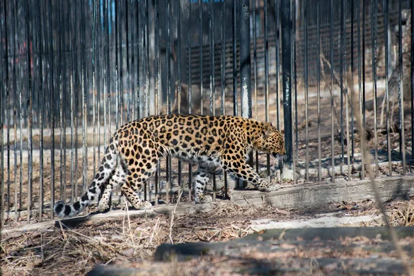 Estremo Oriente leopardo forte veloce animale selvatico — Foto Stock