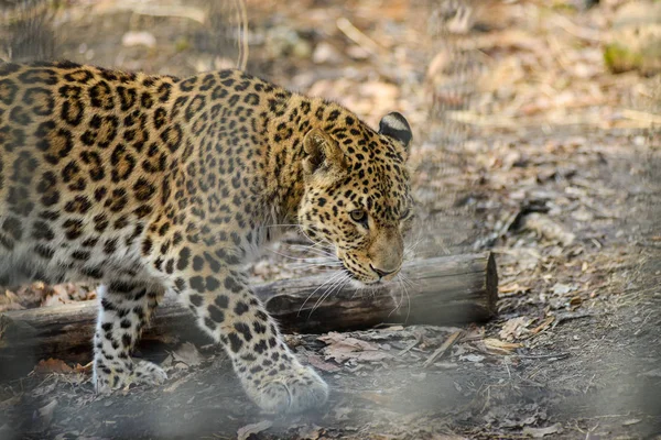 Estremo Oriente leopardo forte veloce animale selvatico — Foto Stock