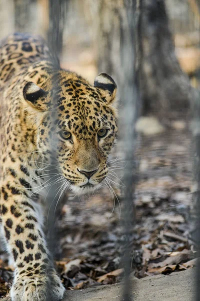 Estremo Oriente leopardo forte veloce animale selvatico — Foto Stock