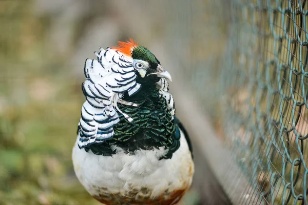 güzel altın sülün izole
