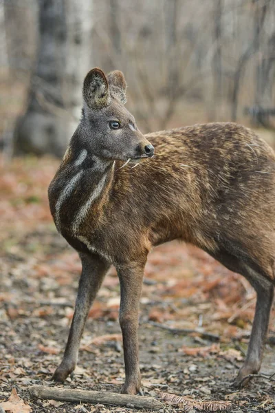 Siberian musk deer hoofed animal rare pair — Stock Photo, Image