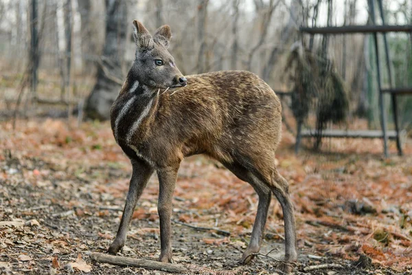 Siberisch muskushert hoofed dierlijke zeldzame paar — Stockfoto