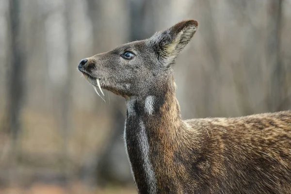 Cervos almiscarados siberianos pares raros de animais — Fotografia de Stock
