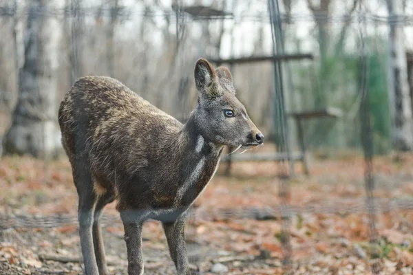 Cervos almiscarados siberianos pares raros de animais — Fotografia de Stock