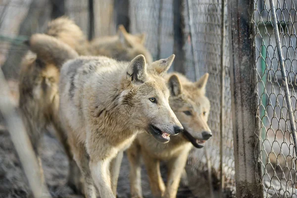 Close-up van grey wolfs met gele ogen op zoek van wire-netting zonnige dag buiten — Stockfoto