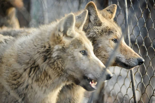 Close-up van grey wolfs met gele ogen op zoek van wire-netting zonnige dag buiten — Stockfoto