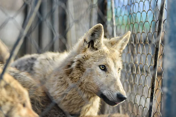 Close-up van grey wolfs met gele ogen op zoek van wire-netting zonnige dag buiten — Stockfoto